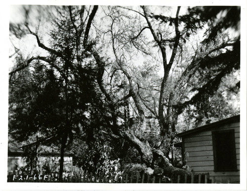 View of trees at Plummer Park