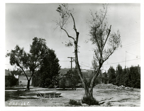 View of trees at Plummer Park