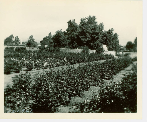 View of the rose garden at Arcadia Community Regional Park