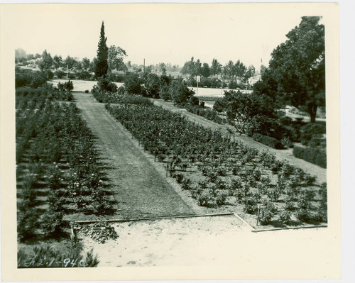 View of the rose garden at Arcadia Community Regional Park