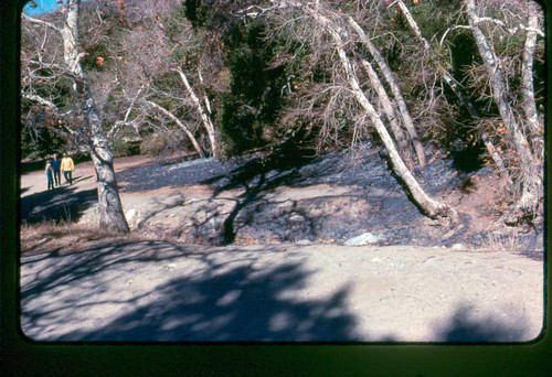 View of fire damage at Placerita Canyon Natural Area