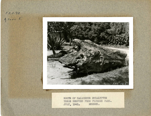 View of the roots of a hazardous Eucalyptus tree at Plummer Park