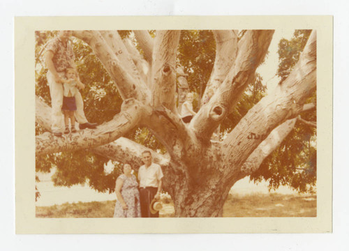 Poteet family on a walnut tree on Whittier Boulevard, Whittier, California