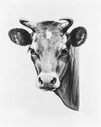 Cow's Head