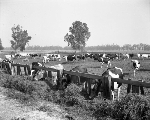 Cows in a field