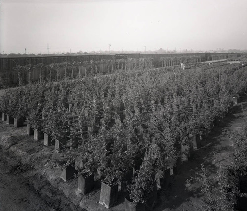 Plants at Monrovia Nursery