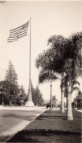 Flagpole. Cocos Plumosis palms