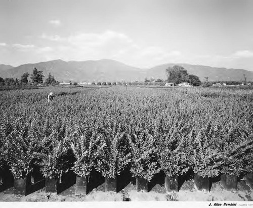 Monrovia Nursery, Agricultural Processing