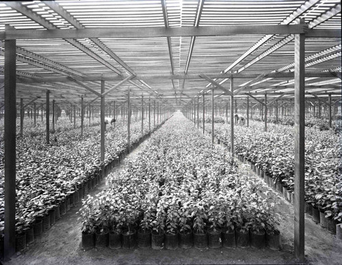 Monrovia Nursery, Camellia Lath House