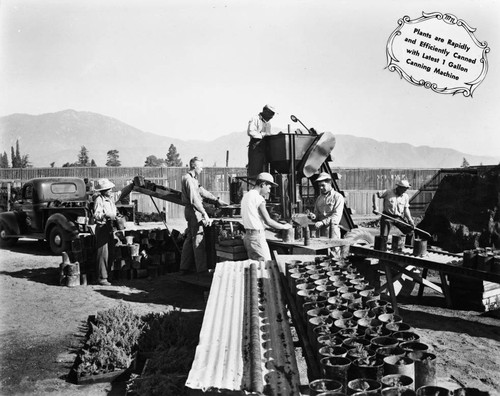 Using machinery to put plants in containers