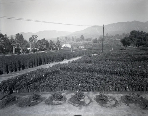 Monrovia Nursery and view of the San Gabriel Mountains