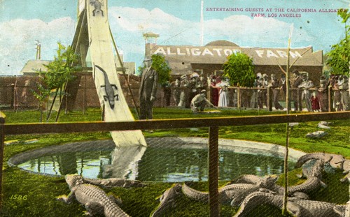 Alligator Farm