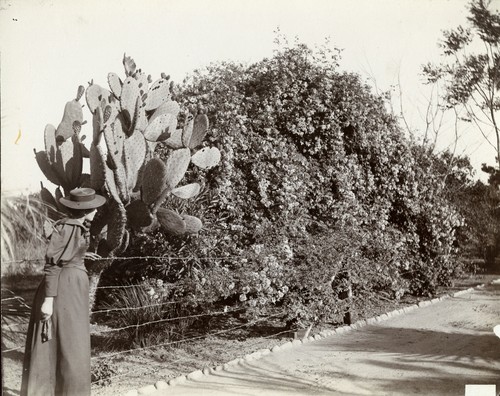 Cactus & Rose Bush