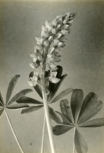 Lupine