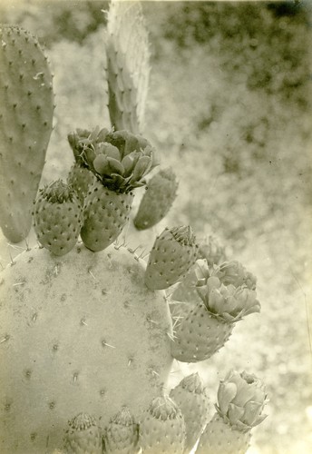 Prickly Pear Cactus