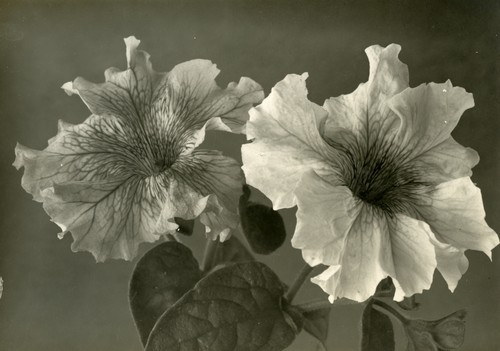 Petunias