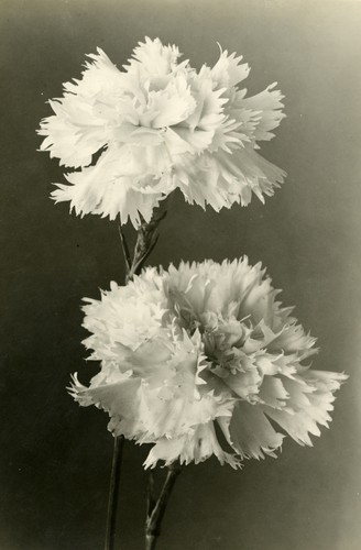 Carnations