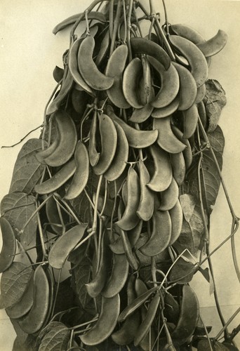 Lima Bean Bush