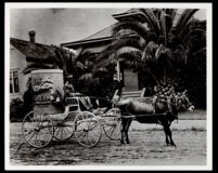 African American coach driver for a Pacific Creamery Co. carriage, 1905