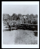 Worker standing on a wagon pulled by a mule team, Visalia vicinity (?), 1880s-1890s