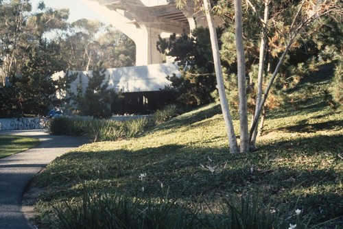 Trees: view of original site for the Silent Tree to the right of Geisel library entrance, before its installation; UCSD