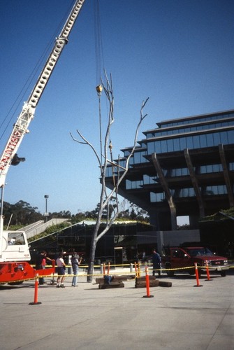 Trees: view of Silent Tree being lowered by a crane as it is re ...