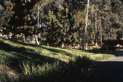 Trees: view of original site for the Silent Tree to the right of Geisel library entrance, before its installation; UCSD