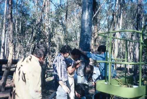 Trees: view of tree set being set into concrete foundation during installation in eucalyptus grove. Sherman George and artist Terry Allen at left