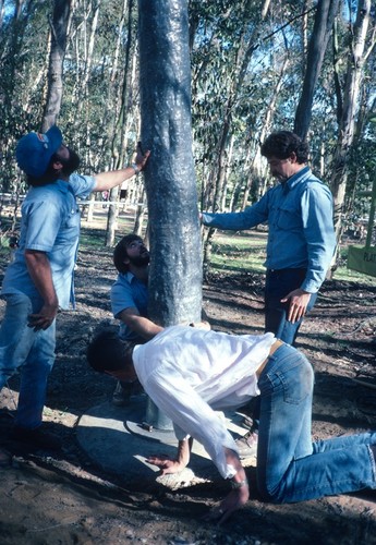 Trees: view of tree being set by crane into concrete foundation during installation in eucalyptus grove. Mathieu Gregoire in foreground, and artist Terry Allen at right