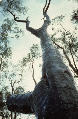 Trees: detail of tree from below
