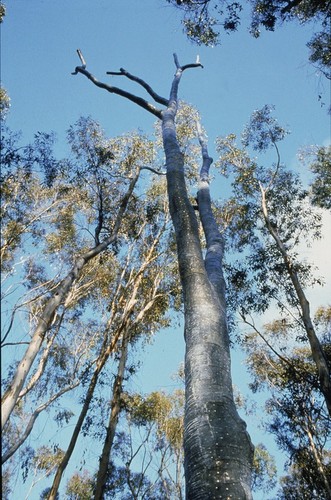 Trees: detail: tree in grove looking upwards