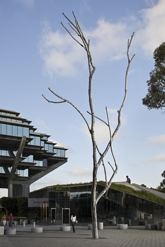 Trees: Silent Tree with Geisel library in background