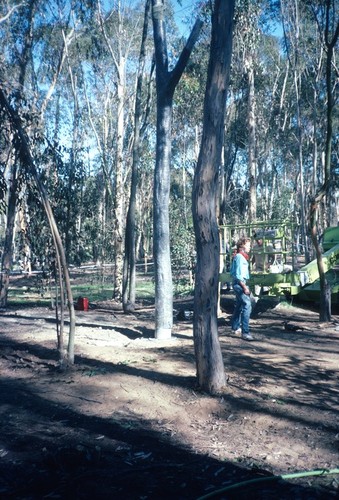 Trees: view of tree set into concrete foundation after installation in eucalyptus grove