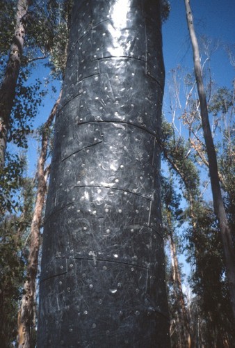 Trees: detail view of lead casing with nails and grafitti