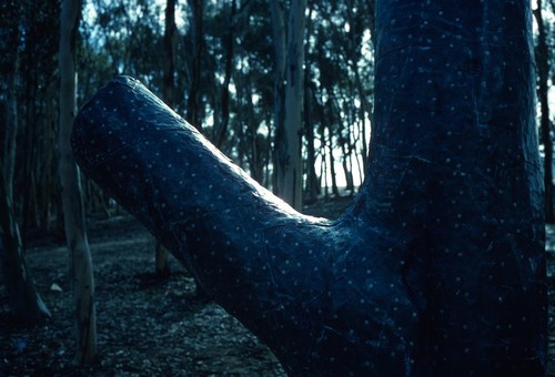 Trees: detail view of lead casing with nails