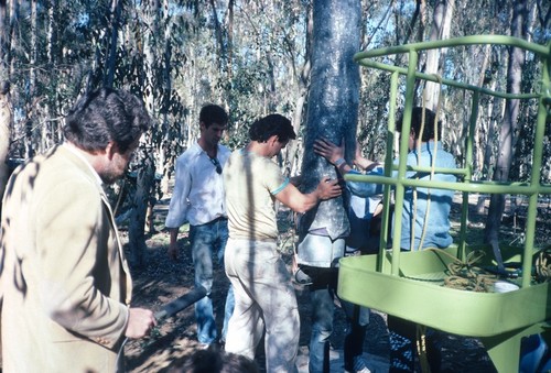 Trees: view of tree being set into concrete foundation during installation in eucalyptus grove. Mathieu Gregoire at left background and Sherman George at left with microphone