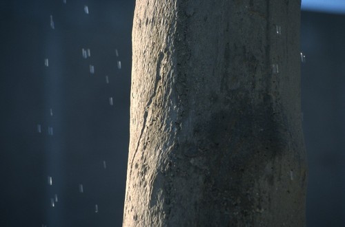 Standing: detail view of trunk of cast tree and water falling from above