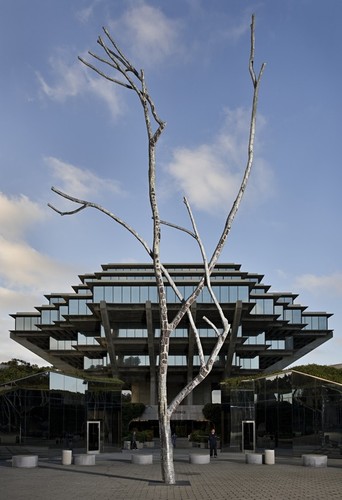 Trees: Silent Tree with Geisel library in background