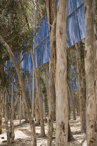 Two Running Violet V Forms: detail showing fencing winding between the trees