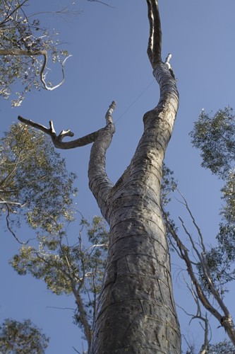 Trees: view of upper part of tree surrounded by living eucalyptus trees
