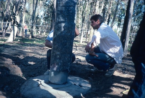 Trees: view of tree being set into concrete foundation during installation in eucalyptus grove. Mathieu Gregoire at right