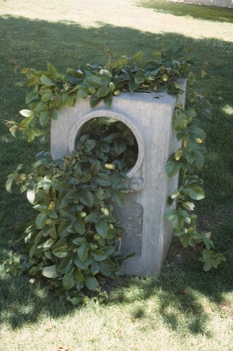 Something Pacific: detail: concrete cast of a television set with passion vine growing through it