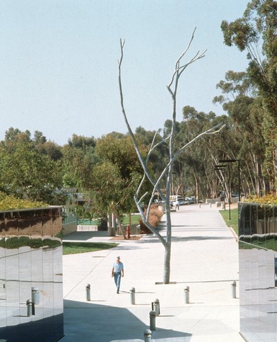 Trees: view of Silent Tree re-installed in front of Geisel Library, UCSD, June, 1993