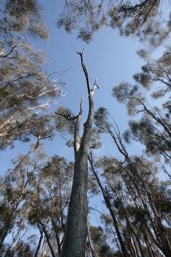 Trees: view of top of Tree surrounded by eucalyptus forest