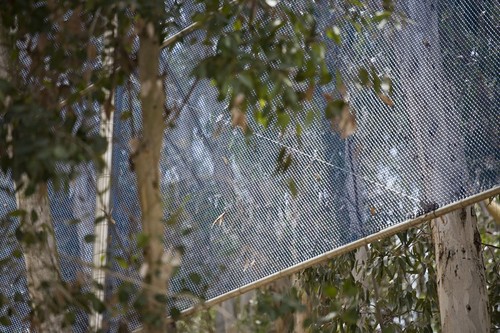 Two Running Violet V Forms: detail showing the effect of light on the chain link