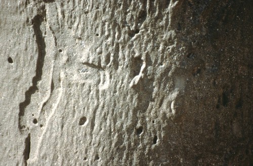 Standing: detail view of the texture of the trunk of cast tree