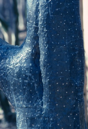 Trees: detail view of lead casing with nails and grafitti