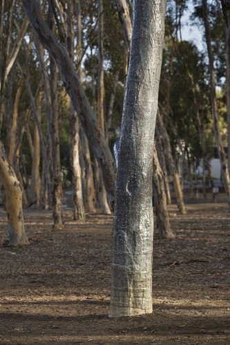 Trees: detail of lower part of Tree showing lead and nail encasing