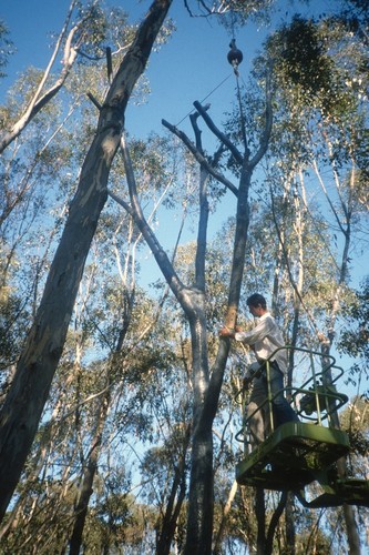 Trees: view of tree set being set by crane into concrete foundation during installation in eucalyptus grove; Mathieu Gregoire in cherry picker