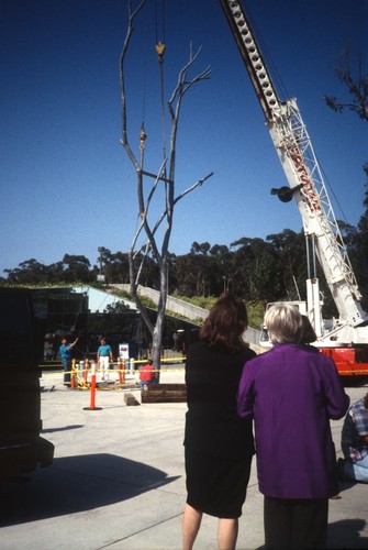 Trees: view of Mary Beebe, Stuart Collection Director watching Silent Tree being re-installed in front of Geisel Library, UCSD, June, 1993